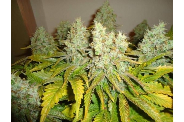 White Widow (Royal Queen Seeds) feminizovaná