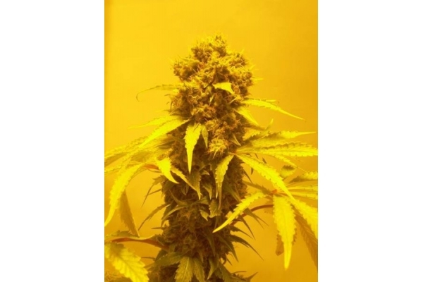 White Widow (Royal Queen Seeds) feminizovaná