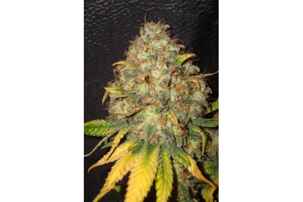 Ice (Royal Queen Seeds) feminizovaná