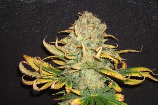 Ice (Royal Queen Seeds) feminizovaná