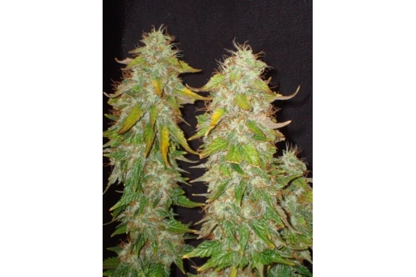 Ice (Royal Queen Seeds) feminizovaná
