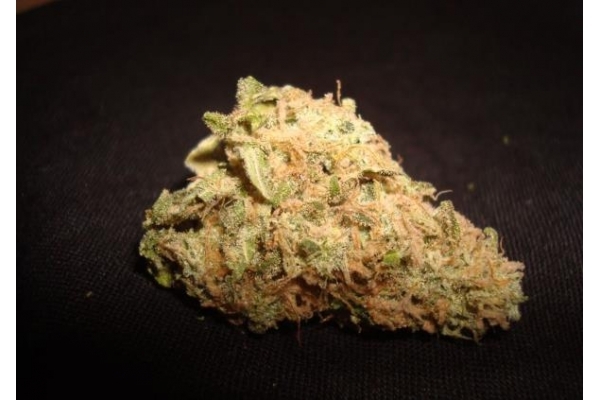 Ice (Royal Queen Seeds) feminizovaná