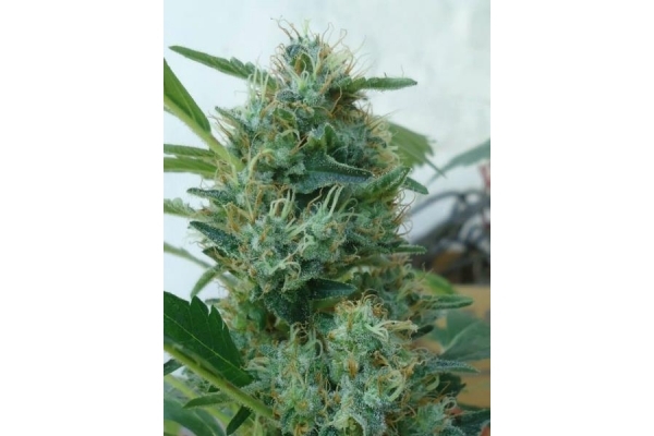 Fruit Spirit (Royal Queen Seeds) feminizovaná