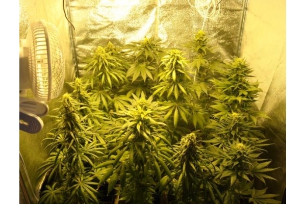 Fruit Spirit (Royal Queen Seeds) feminizovaná