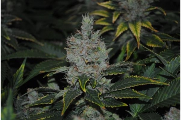 Fruit Spirit (Royal Queen Seeds) feminizovaná