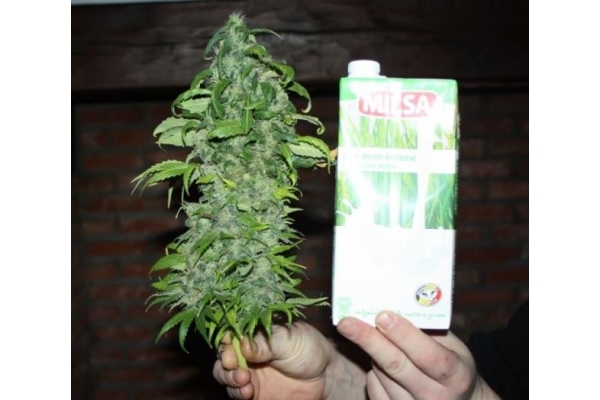 Fruit Spirit (Royal Queen Seeds) feminizovaná