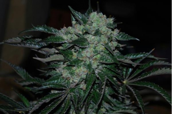 Power Flower (Royal Queen Seeds) feminizovaná