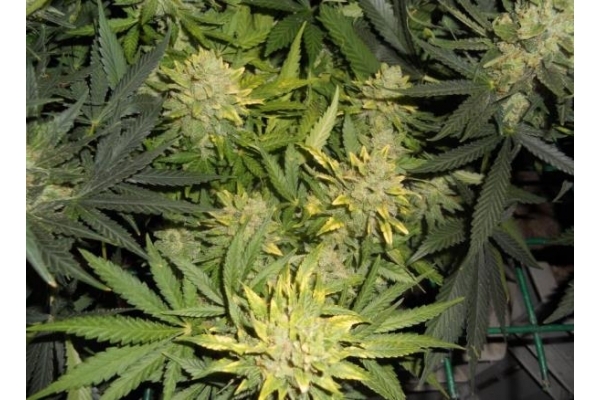 Power Flower (Royal Queen Seeds) feminizovaná