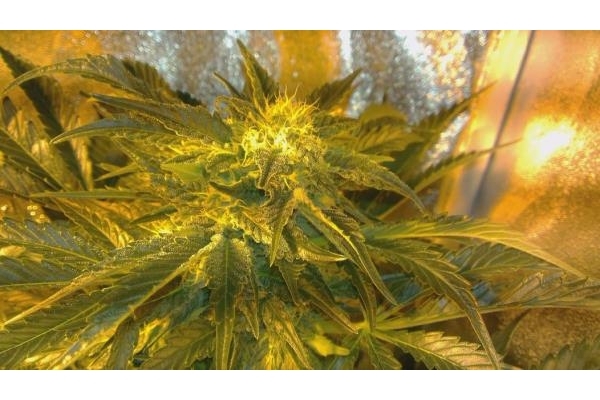 Power Flower (Royal Queen Seeds) feminizovaná