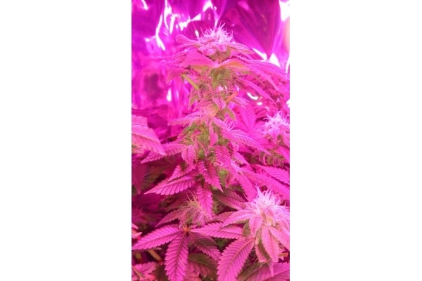 Power Flower (Royal Queen Seeds) feminizovaná