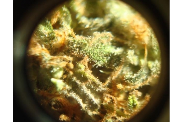 Power Flower (Royal Queen Seeds) feminizovaná