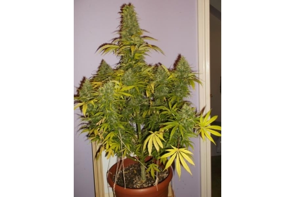 Shining Silver Haze (Royal Queen Seeds) feminizovaná