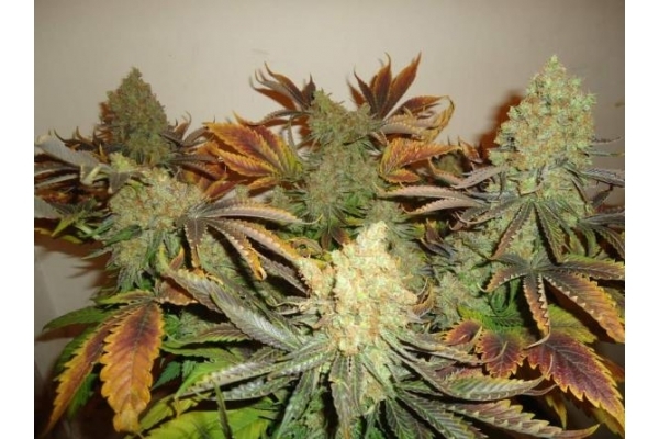 Shining Silver Haze (Royal Queen Seeds) feminizovaná