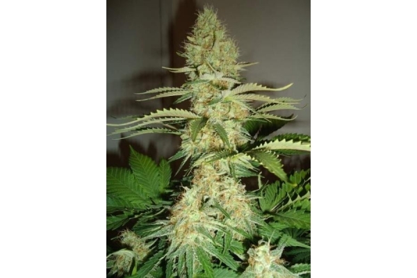 Shining Silver Haze (Royal Queen Seeds) feminizovaná