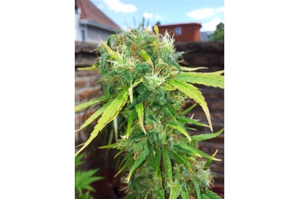 Shining Silver Haze (Royal Queen Seeds) feminizovaná