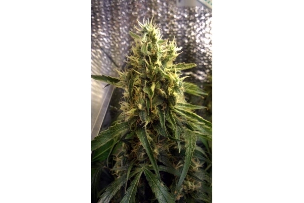 Shining Silver Haze (Royal Queen Seeds) feminizovaná