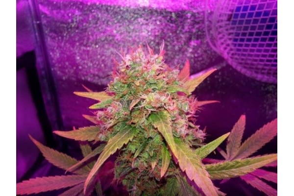 Shining Silver Haze (Royal Queen Seeds) feminizovaná