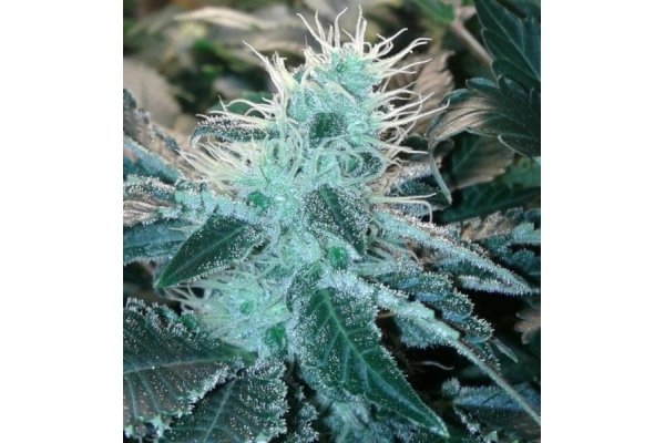 Blue Mystic (Royal Queen Seeds) feminizovaná