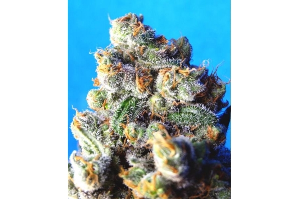 Blue Mystic (Royal Queen Seeds) feminizovaná