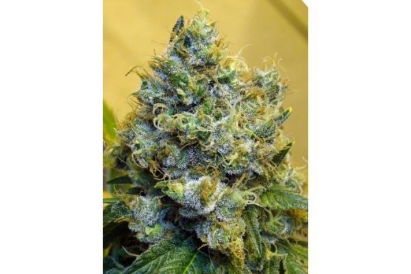 Blue Mystic (Royal Queen Seeds) feminizovaná