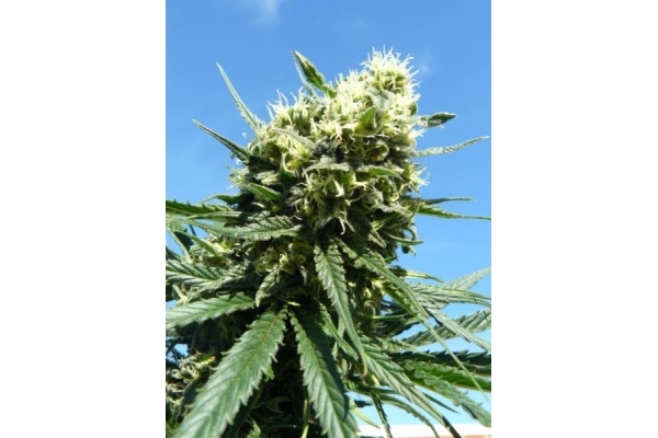 Northern Light (Royal Queen Seeds) feminizovaná