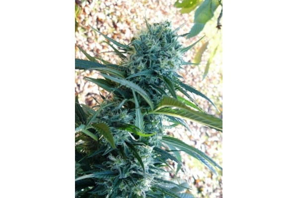 Northern Light (Royal Queen Seeds) feminizovaná
