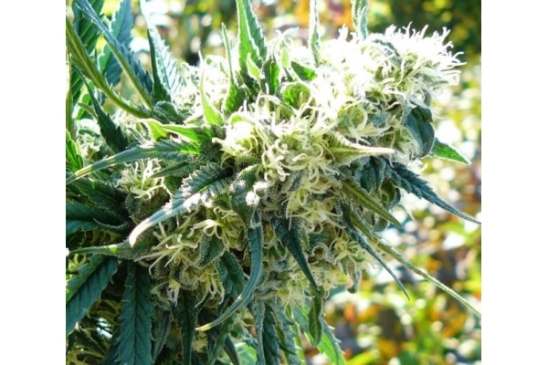 Northern Light (Royal Queen Seeds) feminizovaná