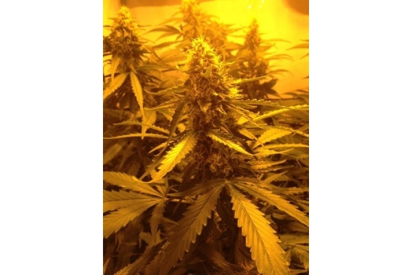 Northern Light (Royal Queen Seeds) feminizovaná