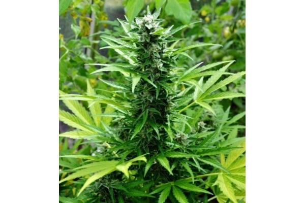 Northern Light (Royal Queen Seeds) feminizovaná