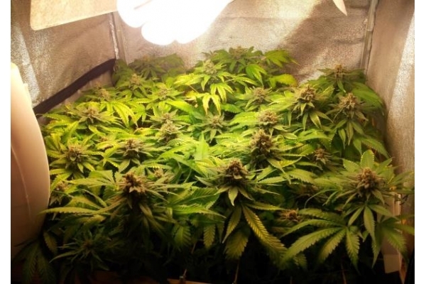 Critical (Royal Queen Seeds) feminizovaná