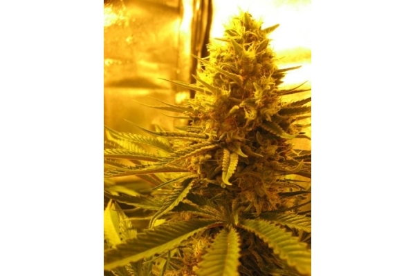 Critical (Royal Queen Seeds) feminizovaná