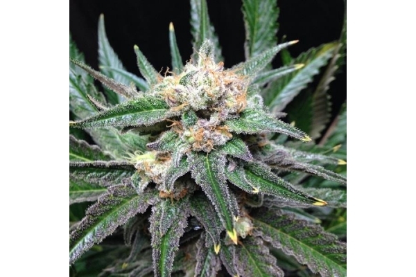 Critical (Royal Queen Seeds) feminizovaná