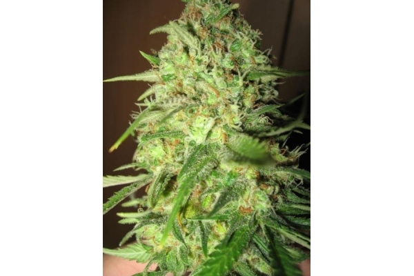 Critical (Royal Queen Seeds) feminizovaná