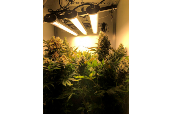 Critical (Royal Queen Seeds) feminizovaná