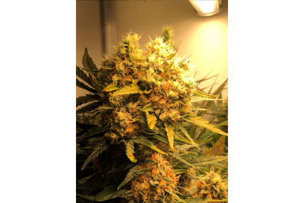 Critical (Royal Queen Seeds) feminizovaná