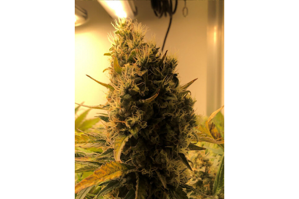 Critical (Royal Queen Seeds) feminizovaná