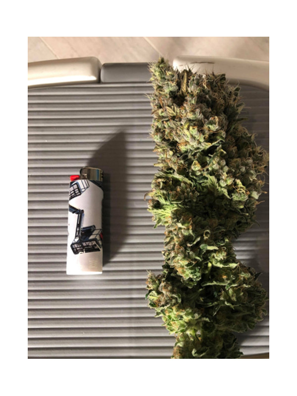 Critical (Royal Queen Seeds) feminizovaná