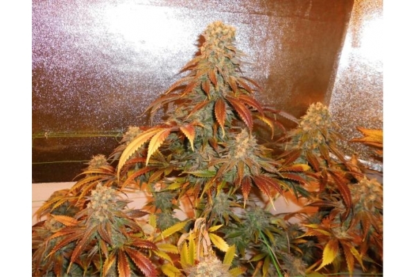 Royal Moby (Royal Queen Seeds) feminizovaná