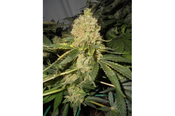 Royal Moby (Royal Queen Seeds) feminizovaná