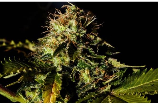 Royal Moby (Royal Queen Seeds) feminizovaná