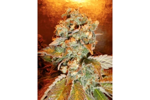 Royal Moby (Royal Queen Seeds) feminizovaná