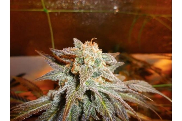 Royal Moby (Royal Queen Seeds) feminizovaná
