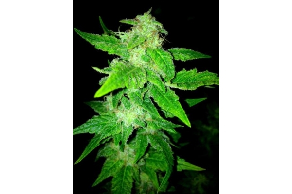 OG Kush (Royal Queen Seeds) feminizovaná