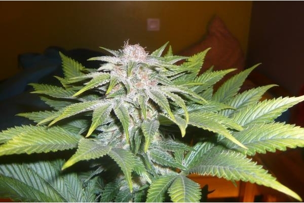 OG Kush (Royal Queen Seeds) feminizovaná