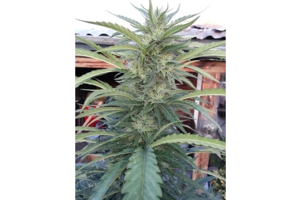 OG Kush (Royal Queen Seeds) feminizovaná
