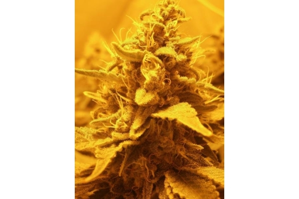 OG Kush (Royal Queen Seeds) feminizovaná