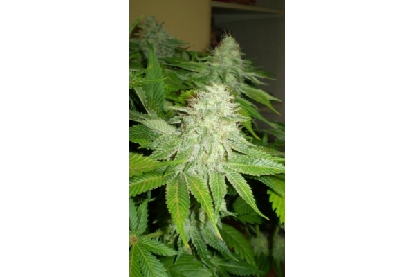 OG Kush (Royal Queen Seeds) feminizovaná