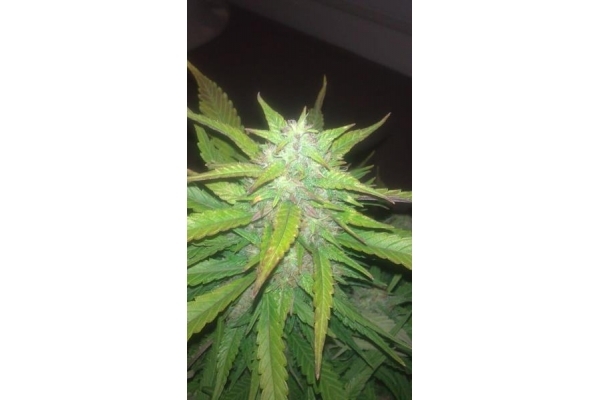 Royal Dwarf Samonakvétací (Royal Queen Seeds) feminizovaná