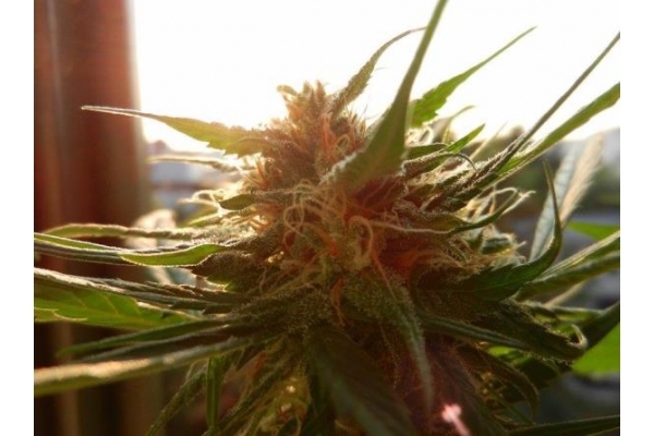 Royal Dwarf Samonakvétací (Royal Queen Seeds) feminizovaná