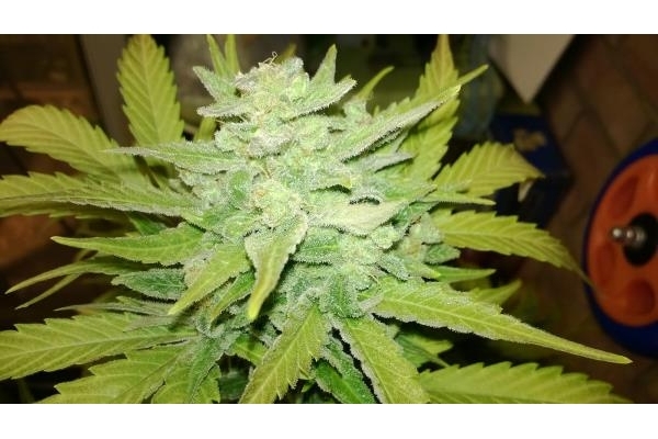 Royal Dwarf Samonakvétací (Royal Queen Seeds) feminizovaná